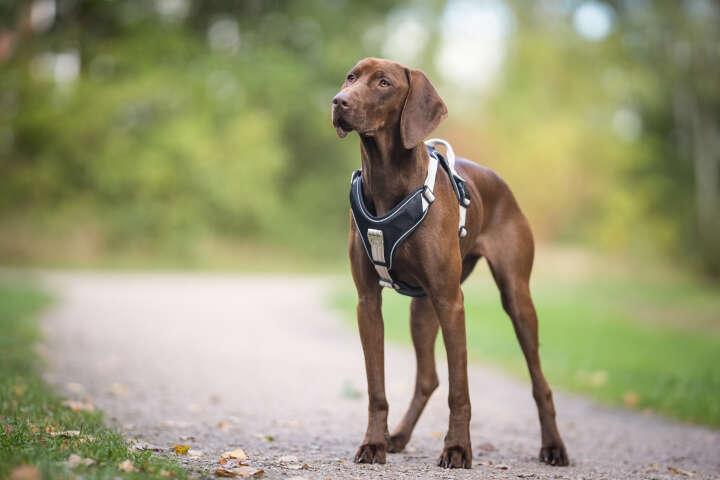 WOLTERS Geschirr Active Pro